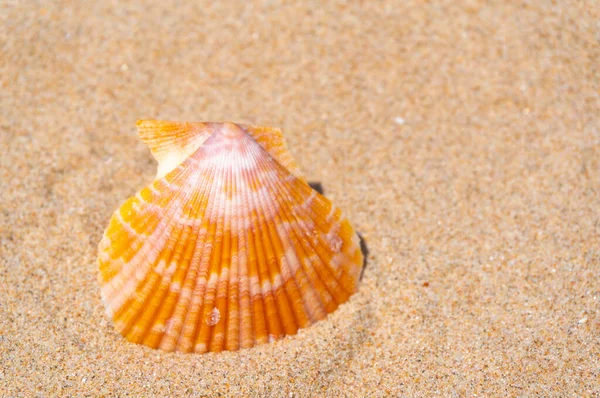 Seashell Resting Golden Sand — Stock Photo, Image