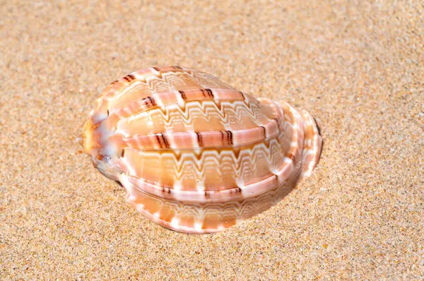 Морська Черепашка Відпочиває Золотому Піску Ліцензійні Стокові Фото