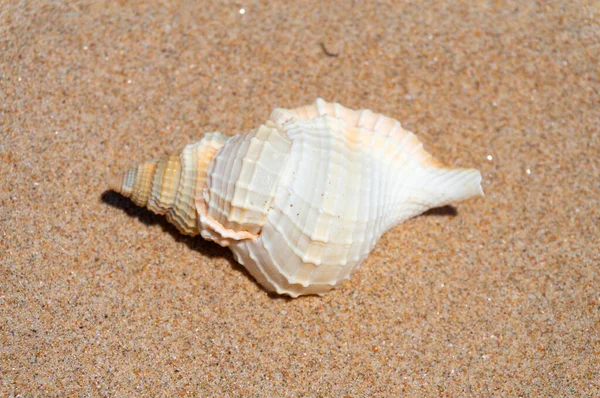 Seashell Spoczywa Złotym Piasku Obraz Stockowy