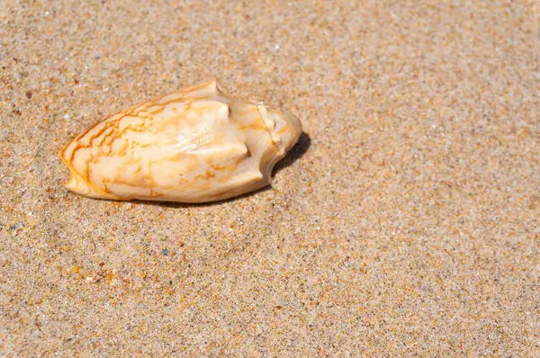 Seashell Spoczywa Złotym Piasku Obrazy Stockowe bez tantiem