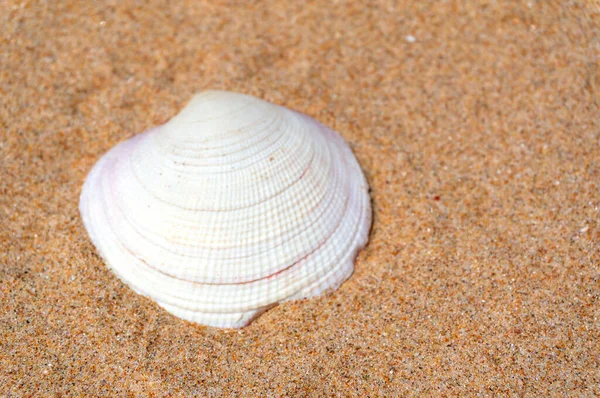 Морська Черепашка Відпочиває Золотому Піску Стокове Фото