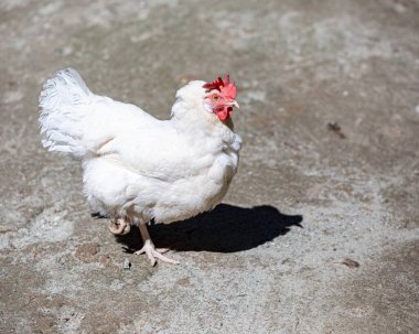 Beyaz tavuk bacağını kıstırmış, genel olarak sağda. Yakın plan, reklam kümes hayvanları, tarım eko çiftlik bayrağı, veterinerlik bilgileri