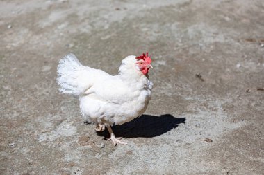 Beyaz tavuk bacağını kıstırmış, genel olarak sağda. Kümes hayvanları, tarım eko çiftlik bayrağı, veterinerlik bilgileri