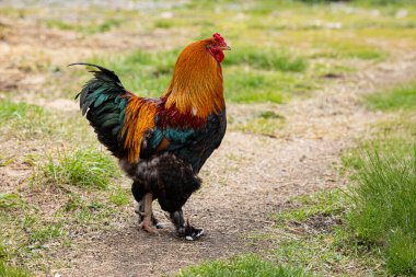 Muhteşem renkli horoz otların arasında bir yolda duruyor. Genel görüş, sağ taraf. Kümes hayvanları, tarım eko çiftlik bayrağı, veterinerlik bilgileri