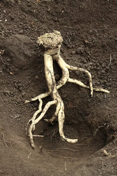 Dang Shen root or Poor Man\'s Ginseng, lat.  Codonopsis Pilosula. Fresh root digging out of the ground. But main root is still deep in the ground.