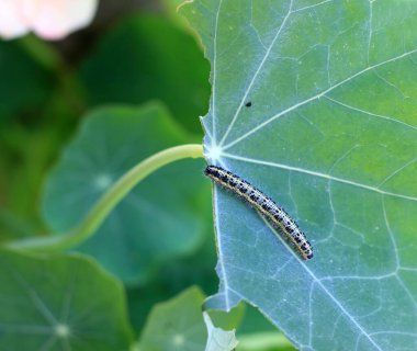 Caterpillar Pieris Brassicae ve Tropaeolum Majus. Beyaz kelebek tırtılı yapraklara zarar veriyor, kafaya odaklan.. 