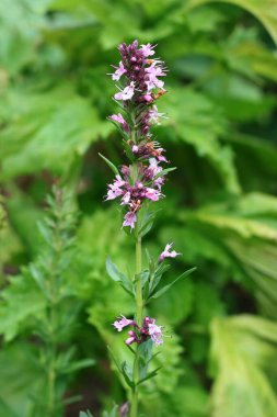 Aromatik pembe Hyssopus officinalis, hyssop. Geleneksel bitkisel ilaçlarda ve mutfak baharatlarında kullanılıyor.