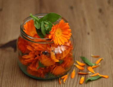 Masaj için organik takvim yağı yapıyorum. Taze kadife çiçeklerinden elde edilen organik tıbbi yağ hazırlama.