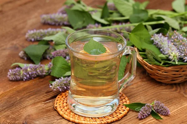 Травяной Чай Лекарственной Травы Agastache Foeniculum Называемый Гигантской Иссопом Индийской — стоковое фото