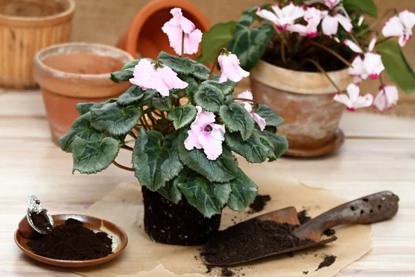 Replanting Pink Cyclamen Flower Transplanting Cyclamen Persicum Flower Pot Shovel — Stock Photo, Image