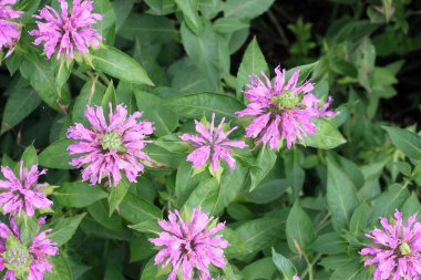 Flower heads of Monarda didyma, called bergamot or beebalm. It is an edible and medicinal flower loved by bumblebees.