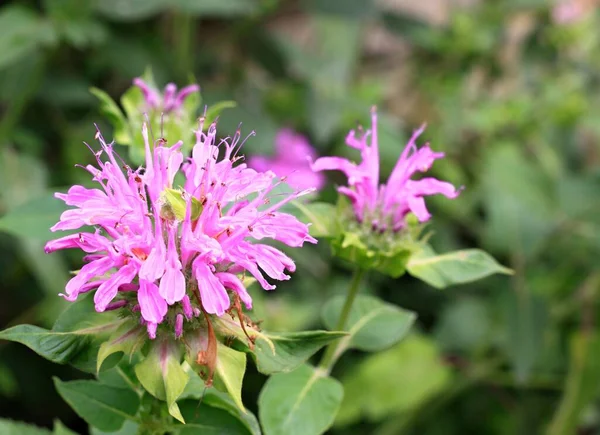 Flower head of Monarda didyma, called bergamot or beebalm. It is an edible and medicinal flower loved by bumblebees.