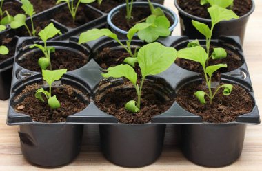 Yeniden kullanılabilir plastik tepside, tahta masada patlıcan tohumları. Evde tohumdan yetişen patlıcan filizleri..