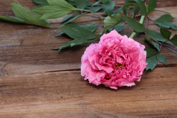 Red tree peony, lat. Paeonia suffruticos, on wooden background. Also known as Mountain tree or Chinese tree peony on wooden table. Copy space.
