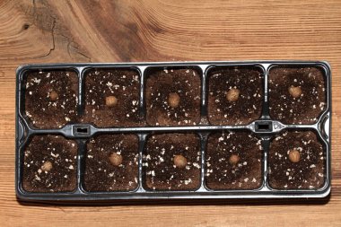 Planting bulbils of Chinese yam, lat. Dioscorea opposita  in reusable plastic tray on  wooden table. Bulbils are pre-cultivated in early spring in greenhouse for bigger  roots. 