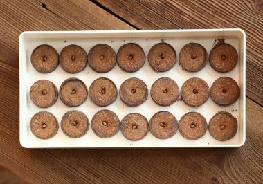 The common holly seeds planted in peat pellet tablets. Ilex aquifolium, also called the holly,  English holly, or Christmas holly in a tray on wooden table. 