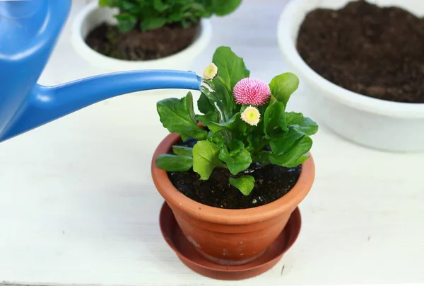 Watering Pink Daisy Flower Bellis Perennis Repotting Home Gardening Daisy — Stock Photo, Image