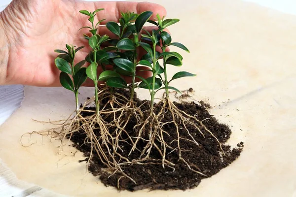Boxwoodの植物での植物繁殖 Buxus Sempervirens 小枝の破片から成長した根を持つ新しい植物 新しい苗を持つ女性の手 — ストック写真