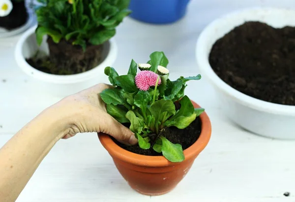 Replanting Pink Flower Daisy Bellis Perennis Home Gardening Transplanting Daisy — Stock Photo, Image