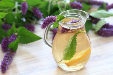 Herbal tea from medicinal herb Agastache foeniculum, also called  giant hyssop or Indian mint. Aromatic agastache tea is good for the stomach and lungs.