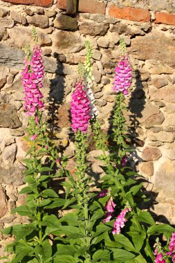 Çiçekli yabani yüksükotu çiçeği, Digitalis purpurea. Sabahın köründe taş bir duvarın karşısında güzel çiçekler. 