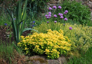 Sarı keklik otu, çiçek soğanı, mavi bordo ve sabah güneşinde pırasa. Ekolojik bahçıvanlık farklı sebze ve çiçekleri birleştirir..  