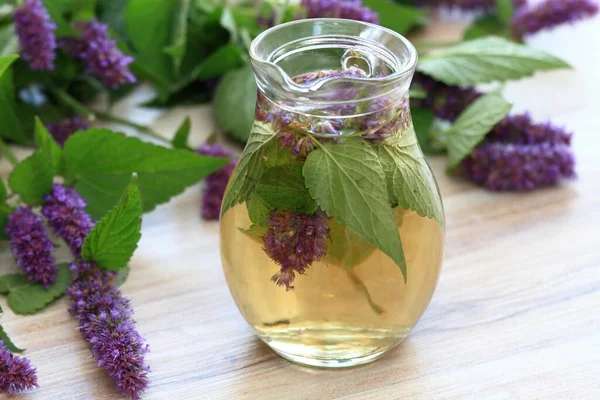 Herbal Tea Medicinal Herb Agastache Foeniculum Also Called Giant Hyssop — Stock Photo, Image