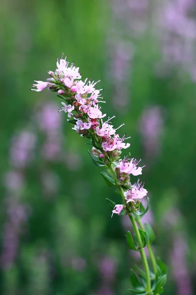 Pink Hyssopus Officinalis Also Called Hyssop Herb Garden Traditional Favourite — Stock Photo, Image