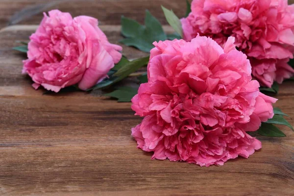 Red tree peony on wooden background, lat. Paeonia suffruticos. Also known as Mountain tree or Chinese tree peony on wooden table