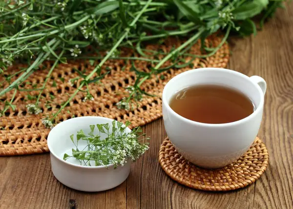 Herbal tea from herb Capsella bursa-pastoris, also known as  shepherd\'s purse. Herbal tea  used in traditional medicine, homeopathy and cosmetics.