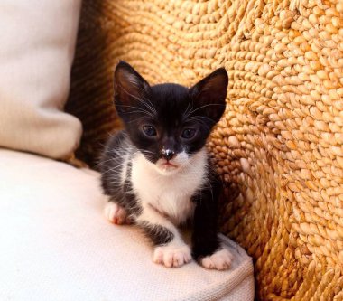 Yoğurttan pis burunlu şirin kedi yavrusu. Turist, Mısır 'da burnunu size sokarak kedi beslemeye çalıştı..