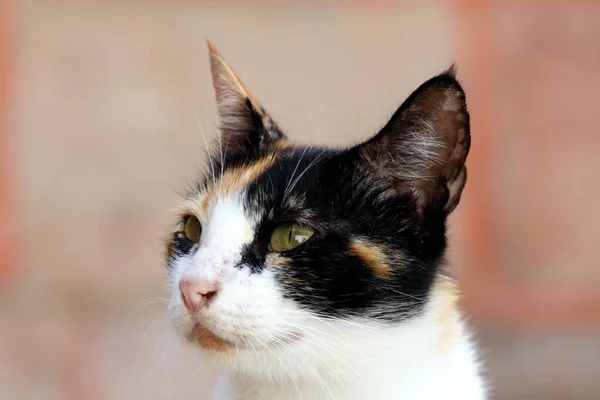 Detail of cat head in Egypt.  Side view of spotted adult cat against blurred background.