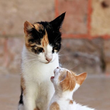 Anne kedi ve onun ağlayan kedisi. Anne kediyi taşıyan ve tatlı kediciğe yalvaran kafalara odaklan.. 