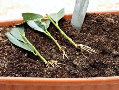 Kiraz defne bitkilerinde bitkisel üreme, lat. Prunus laurocerasus. Yeniden ekilmeden önce bir dal parçasından büyüyen kökleri olan yeni bitkiler.  