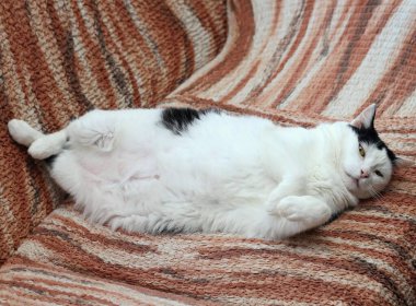 Yaşlı kedi kanepede dinleniyor. Karnında ameliyat sonrası oluşan yaralar görülüyor..