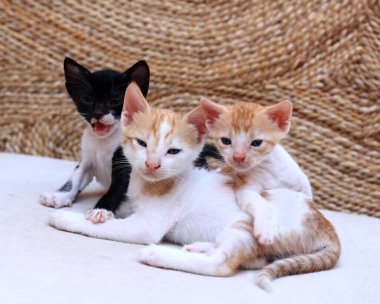 Mavi gözlü şirin yavru kediler birlikte yatıyor. Kanepede kedi yavruları, birbirlerine bakıyorlar..