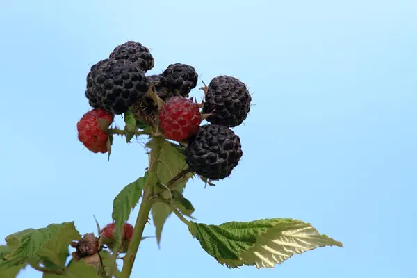 Branch with black raspberries lat. Rubus occidentalis  in the garden. Detail of bush branch with ripening raspberries called Black Jewel against blue sky.