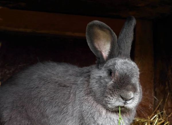 Pure bred male rabbit, Moravian blue. Well built rabbit looking at you in the open hutch.