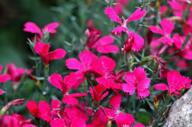 Dianthus 'un yenilebilir kırmızı çiçekleri çiçek açtı. Sağlıklı yaz bahçesi ve yeşil arka plan.