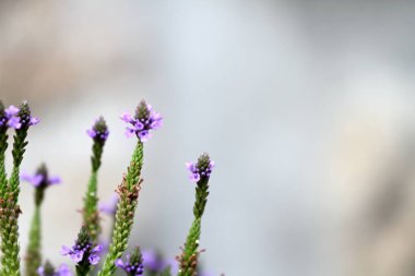 Doğal arka plan, Verbena officinalis 'in çiçek başları, sıradan mine çiçeği ya da kutsal bitki. Bulanık taş duvara karşı çiçek, boşluğu kopyala. 