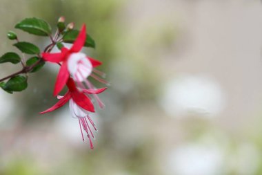 Fuchsia Macellanica 'nın çiçek başındaki seçici odağı ve bulanık arkaplan. Fuşya 'nın güzel kırmızı ve pembe çiçeği doğal arka planda, kopyalama alanı, yumuşak odak.  