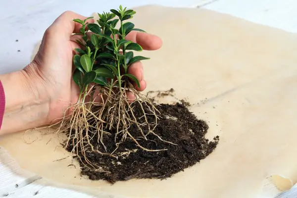 Vegetative reproduction in plants of  boxwood, Buxus sempervirens. New plants with roots grown from pieces of a twig. Woman hand holding the new seedling.