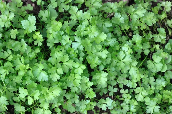 New seedlings of italian flat leaf parsley in the garden, flat lay. Italian parsley has a smoother texture and stronger flavor than curly parsley.