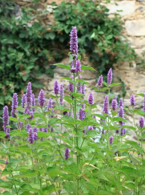 Çiçekli Agastache foeniculum, bitki bahçesinde anason hyssop veya Hint nane şekeri olarak da bilinir. Geleneksel favori dekoratif çiçek agastache 'sinin birçok tıbbi kullanımı vardır. Taş duvarın yanında böğürtlen çalısı.