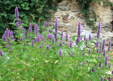Çiçekli Agastache foeniculum, bitki bahçesinde anason hyssop veya Hint nane şekeri olarak da bilinir. Geleneksel favori dekoratif çiçek agastache 'sinin birçok tıbbi kullanımı vardır. Taş duvarın yanında böğürtlen çalısı.