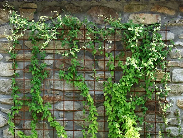 Kodonopsis yastığı ya da Dangshen bahçe dekorasyonuna tırmanıyor, kısmen güneş tarafından aydınlatılıyor. Taş duvardaki paslı metal ızgaradan bitkilere destek.