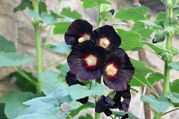 Цветок Alcea Rosea Nigra Известный Black Hollyhock Используемый Качестве Лекарственной Лицензионные Стоковые Фото