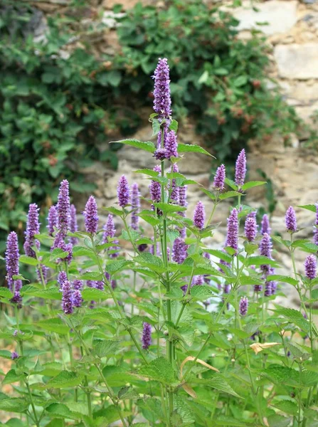 Flowering Agastache Foeniculum Also Called Anise Hyssop Indian Mint Herb Royalty Free Stock Images