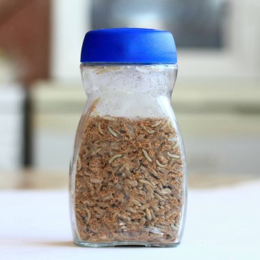 Hindistan güve larvalarıyla dolu ayçekirdeği dolu cam bardaklar, mutfakta Plodia interpunctella. Kiler, un veya hububat güvesi olarak da bilinir..