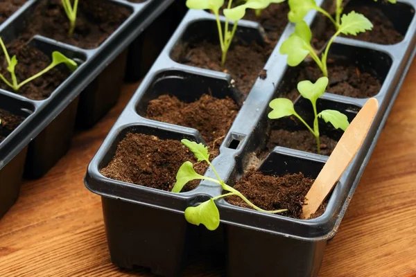 Planting White Kohlrabi Seedlings Reusable Plastic Tray Wooden Table Sprouts Imágenes de stock libres de derechos